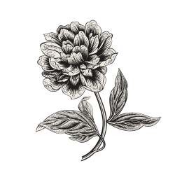 Separador el centro copia